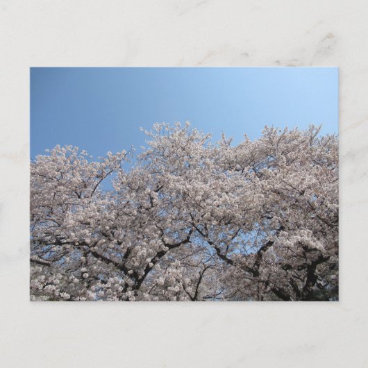 Cherry Blossom: Tokio, Japan Briefkaart (Voorkant)