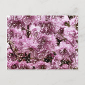 CHERRY BLOSSOM TREE BRIEFKAART (Voorkant)