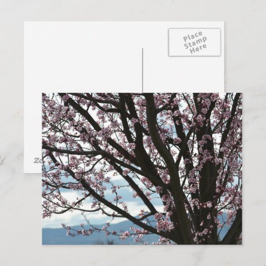 Cherry Blossom Tree Briefkaart (Voorkant / Achterkant)
