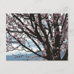 Cherry Blossom Tree Briefkaart