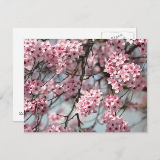 Cherry Blossom Tree Briefkaart (Voorkant / Achterkant)