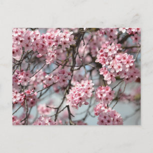 Cherry Blossom Tree Briefkaart