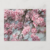 Cherry Blossom Tree Briefkaart (Voorkant)