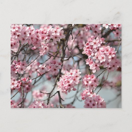 Cherry Blossom Tree Briefkaart (Voorkant)