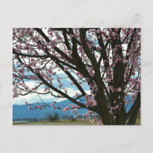 Cherry Blossom Tree Briefkaart