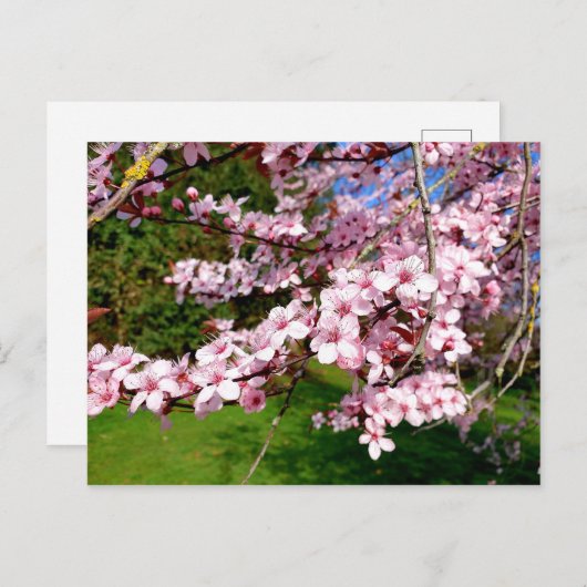 Cherry Blossom Tree in het Park Briefkaart (Voorkant / Achterkant)