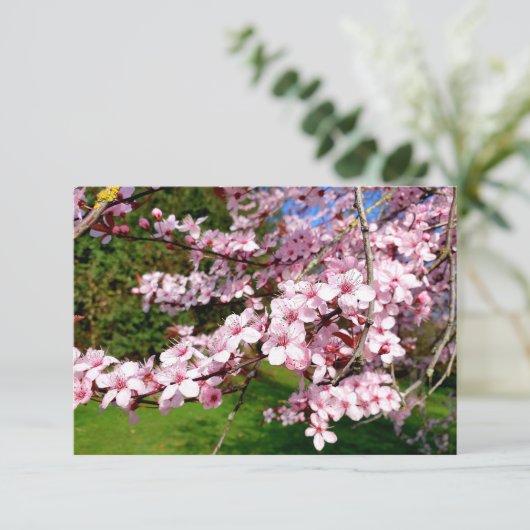 Cherry Blossom Tree in Park Kaart (Staand voorkant)