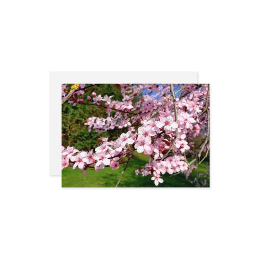 Cherry Blossom Tree in Park Kaart (Voorkant / Achterkant in situ)