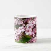 Cherry Blossom Tree in Park Koffiemok (Center)