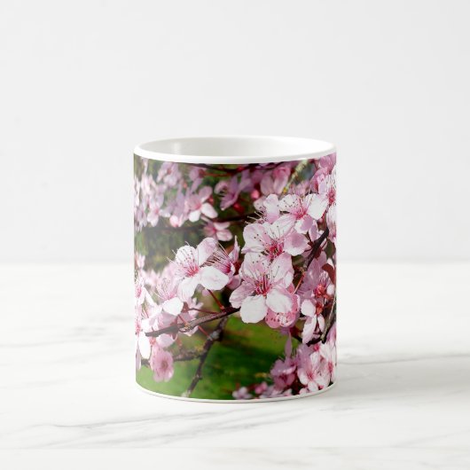 Cherry Blossom Tree in Park Koffiemok (Center)