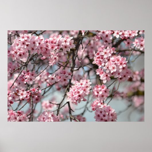 Cherry Blossom Tree Poster (Voorkant)