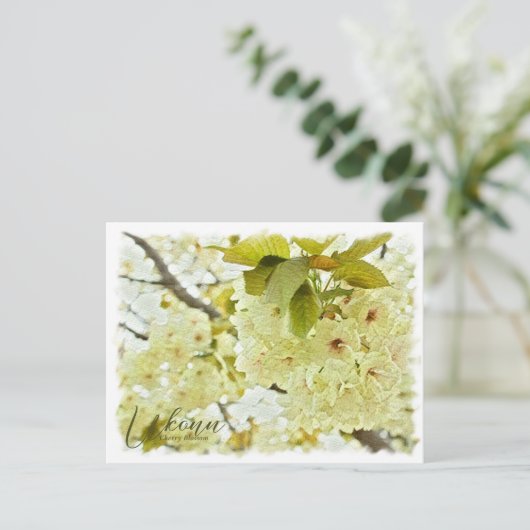 Cherry Blossom "Ukonn" ポストカード Briefkaart (Staand voorkant)