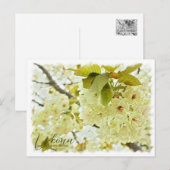 Cherry Blossom "Ukonn" ポストカード Briefkaart (Voorkant / Achterkant)