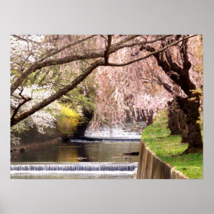 Cherry Blossom van Mill Stream Poster