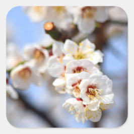 Cherry Blossom Vierkante Sticker