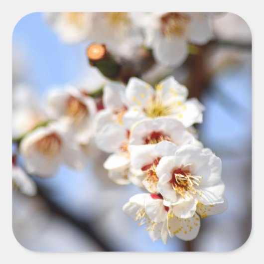 Cherry Blossom Vierkante Sticker (Voorkant)