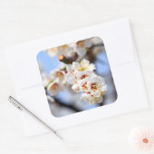Cherry Blossom Vierkante Sticker (Envelop)