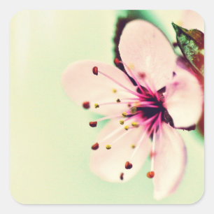 Cherry Blossom Vierkante Sticker
