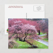 Cherry Blossom Village 05 Briefkaart (Voorkant / Achterkant)