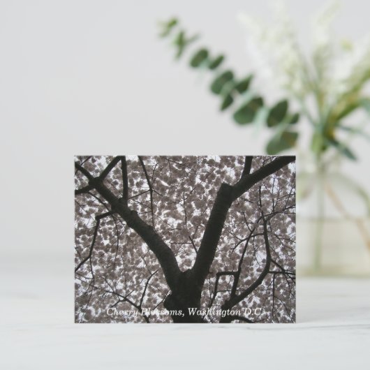 Cherry Blossom, Washington D.C. Briefkaart (Staand voorkant)