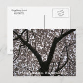 Cherry Blossom, Washington D.C. Briefkaart (Voorkant / Achterkant)