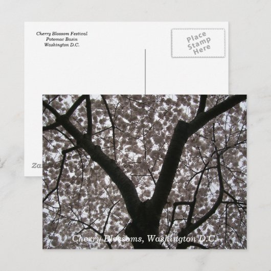 Cherry Blossom, Washington D.C. Briefkaart (Voorkant / Achterkant)