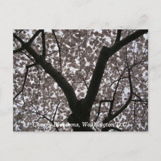 Cherry Blossom, Washington D.C. Briefkaart