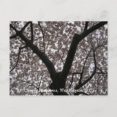 Cherry Blossom, Washington D.C. Briefkaart (Voorkant)