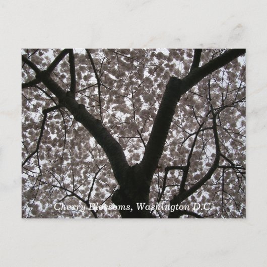 Cherry Blossom, Washington D.C. Briefkaart (Voorkant)