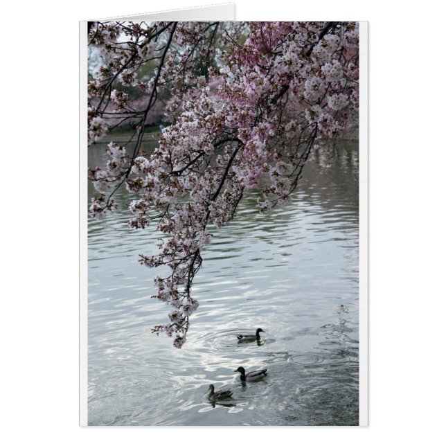 Cherry Blossom Washington DC (Voorkant)