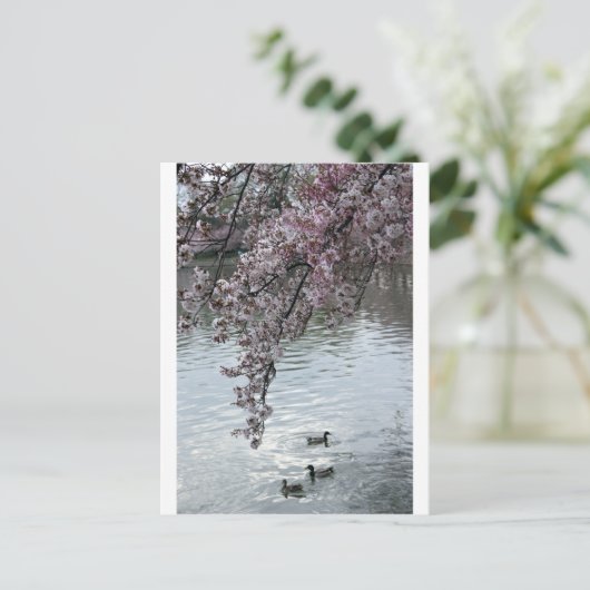 Cherry Blossom Washington DC Briefkaart (Staand voorkant)