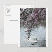 Cherry Blossom Washington DC Briefkaart (Voorkant / Achterkant)