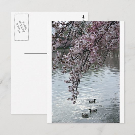Cherry Blossom Washington DC Briefkaart (Voorkant / Achterkant)