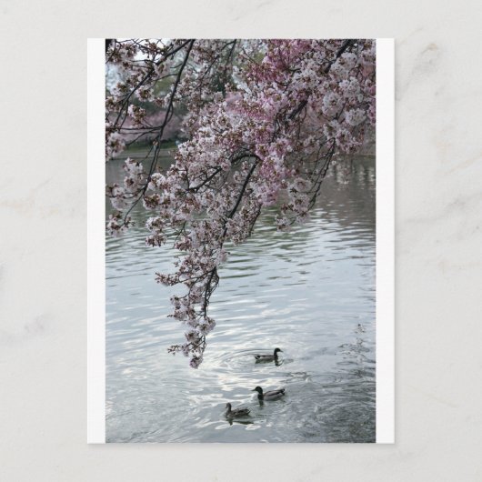 Cherry Blossom Washington DC Briefkaart (Voorkant)