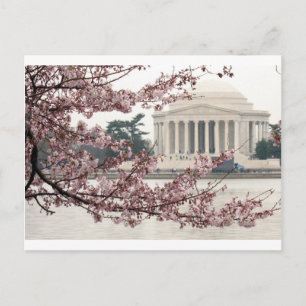 Cherry Blossom Washington DC Briefkaart