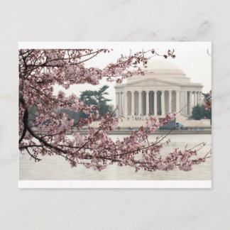 Cherry Blossom Washington DC Briefkaart