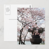 Cherry Blossom Washington DC Briefkaart (Voorkant / Achterkant)