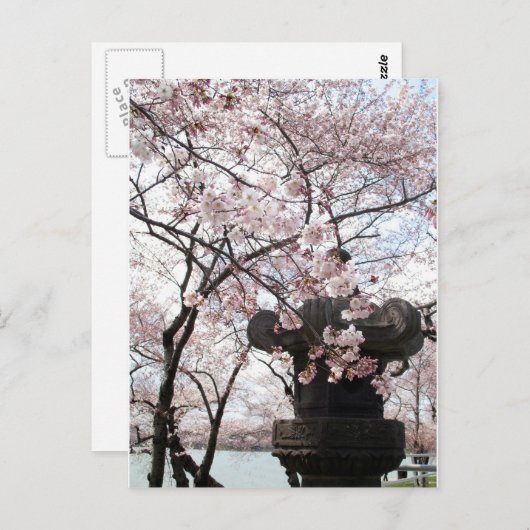 Cherry Blossom Washington DC Briefkaart (Voorkant / Achterkant)