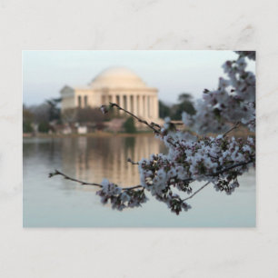 Cherry Blossom Washington DC Briefkaart