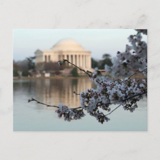 Cherry Blossom Washington DC Briefkaart (Voorkant)