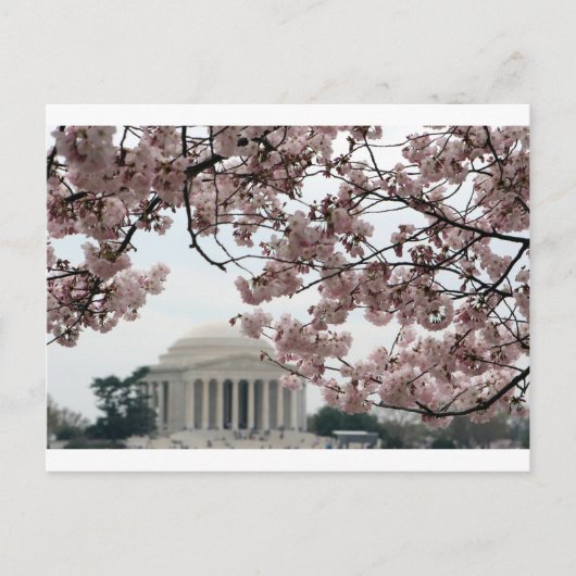 Cherry Blossom Washington DC Briefkaart (Voorkant)