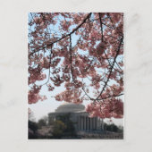 Cherry Blossom Washington DC Briefkaart (Voorkant)