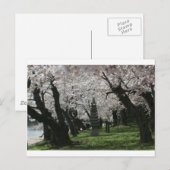 Cherry Blossom Washington DC Briefkaart (Voorkant / Achterkant)