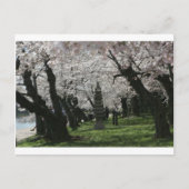 Cherry Blossom Washington DC Briefkaart (Voorkant)
