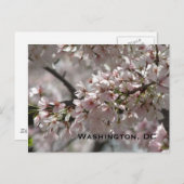 Cherry Blossom:Washington, DC-Briefkaart Briefkaart (Voorkant / Achterkant)