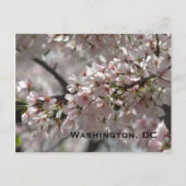 Cherry Blossom:Washington, DC-Briefkaart Briefkaart (Voorkant)