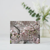 Cherry Blossom:Washington, DC-Briefkaart Briefkaart (Staand voorkant)