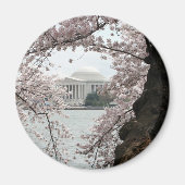 Cherry Blossom Washington DC Magneet (Voorkant)