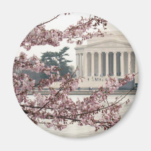 Cherry Blossom Washington DC Magneet