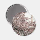 Cherry Blossom Washington DC Magneet (Voorkant / Achterkant)